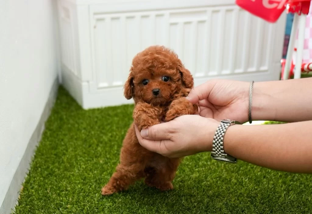 主人在训练茶杯犬