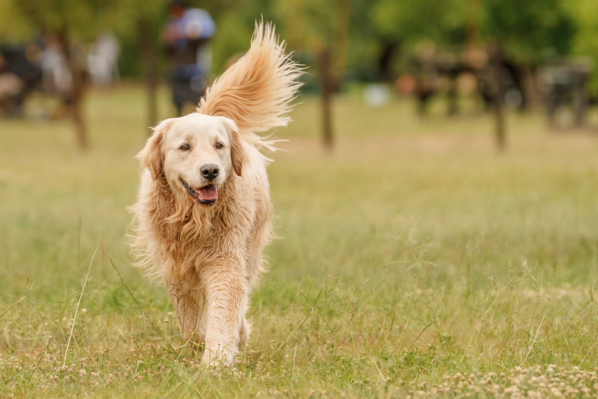 金毛犬多久修剪一次毛发好？