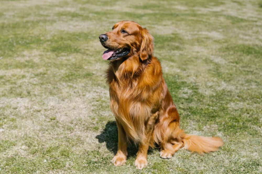金毛犬的毛发展示