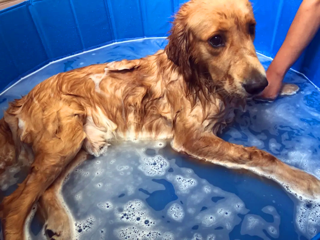 主人在给金毛犬进行修剪毛发前的洗澡