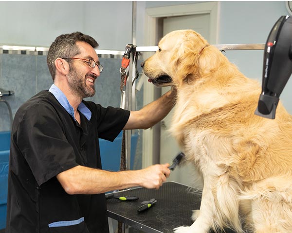 正在修剪毛发的金毛犬