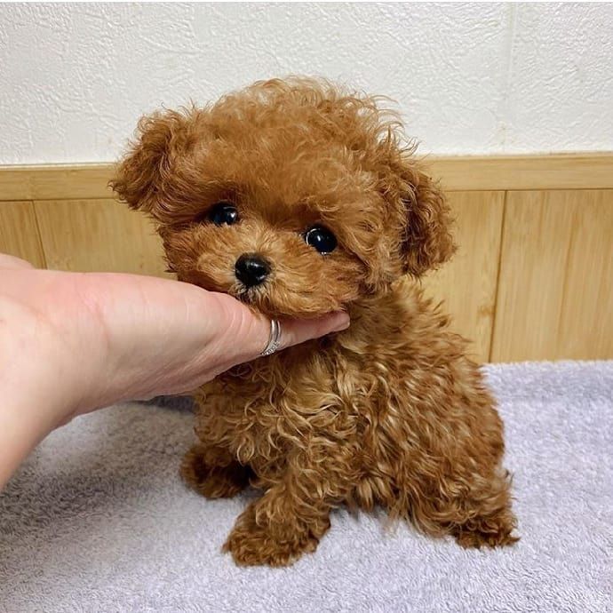 感冒状态下的茶杯犬
