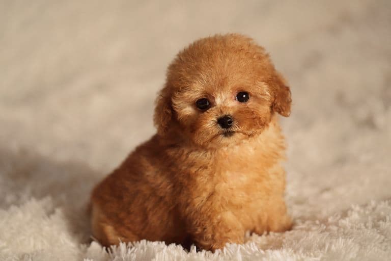 茶杯犬多久打一次疫苗？