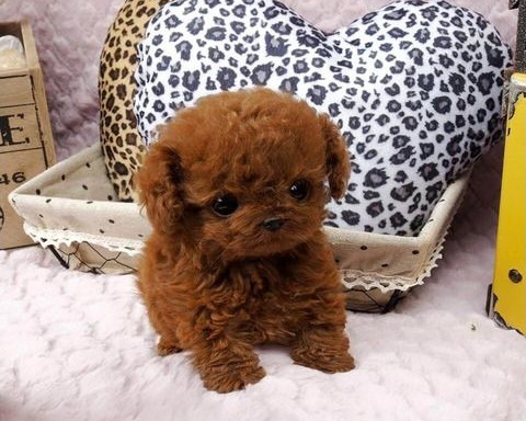生病状态下的茶杯犬