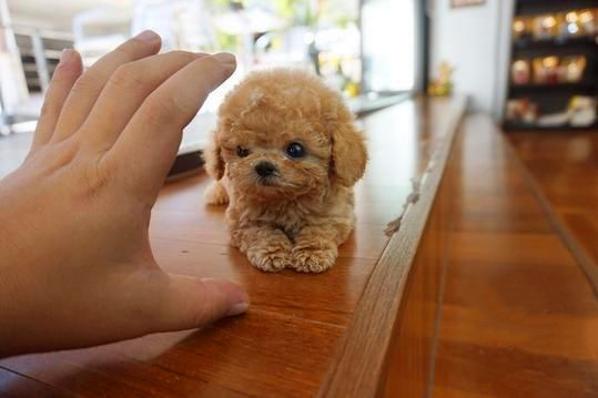 茶杯犬一般能活多久？