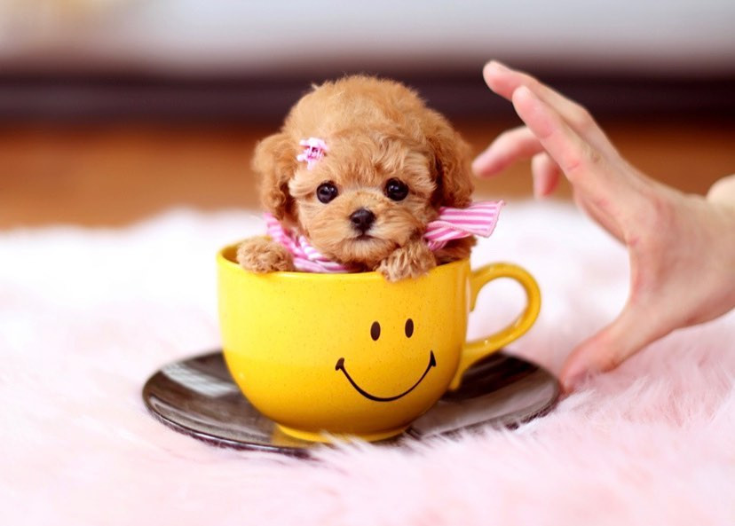 健康状态下的茶杯犬