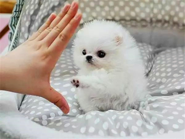 如何训练茶杯犬握手？