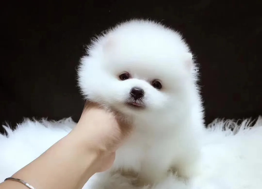 主人尝试与茶杯犬握手