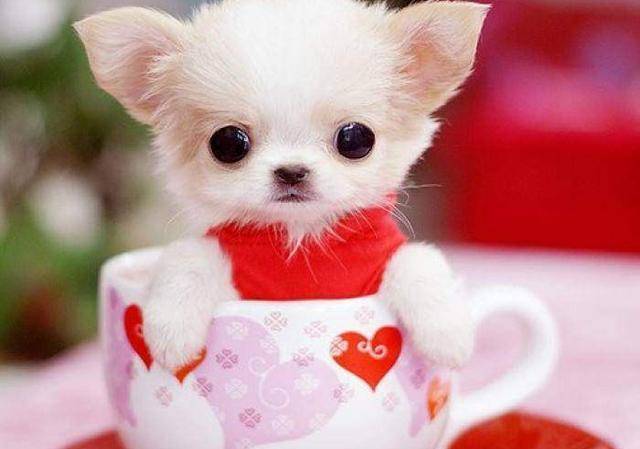 养茶杯犬有什么好处？