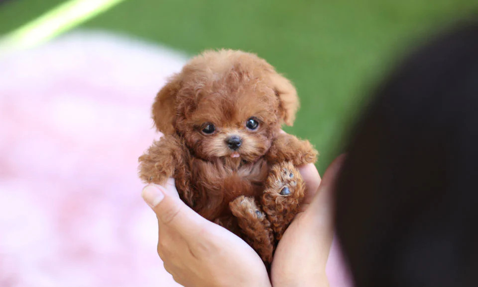 主人双收捧着茶杯犬