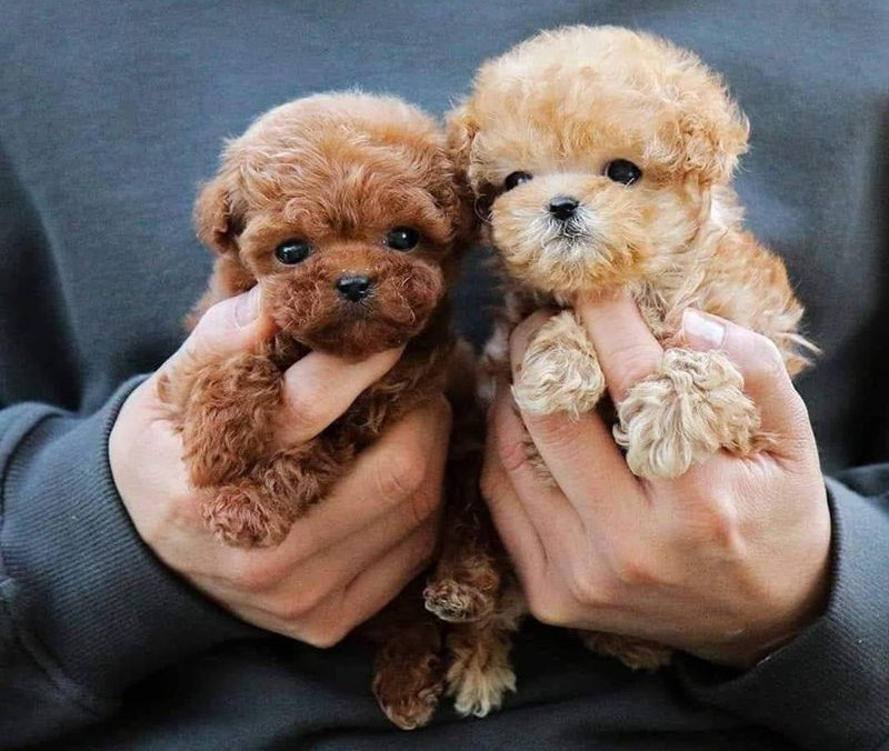 茶杯犬细菌感染怎么治？
