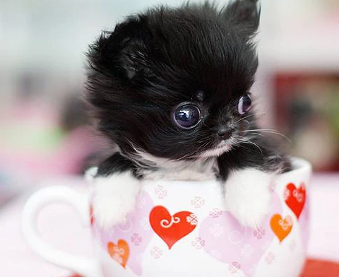 可爱的黑色茶杯犬