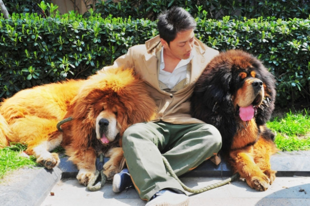 男人和他饲养的两只藏獒