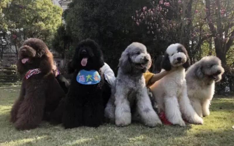 贵宾犬的性格特征是什么？