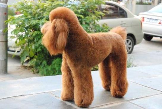 贵宾犬的性格特征