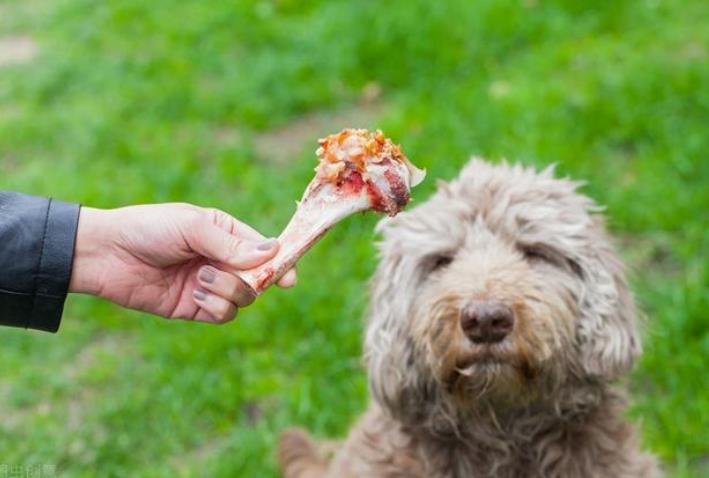 贵宾犬一般吃什么长大？