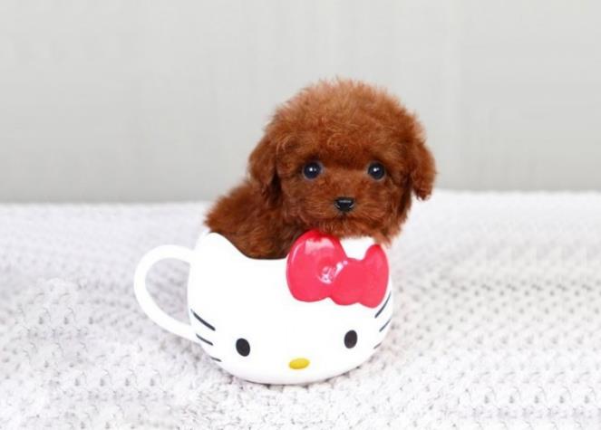 茶杯犬来自哪里？
