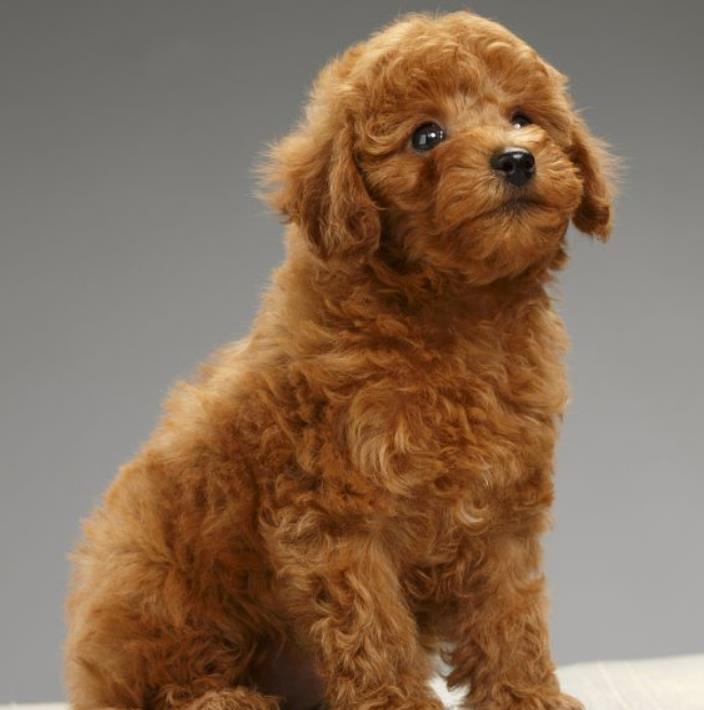 茶杯犬长什么样？