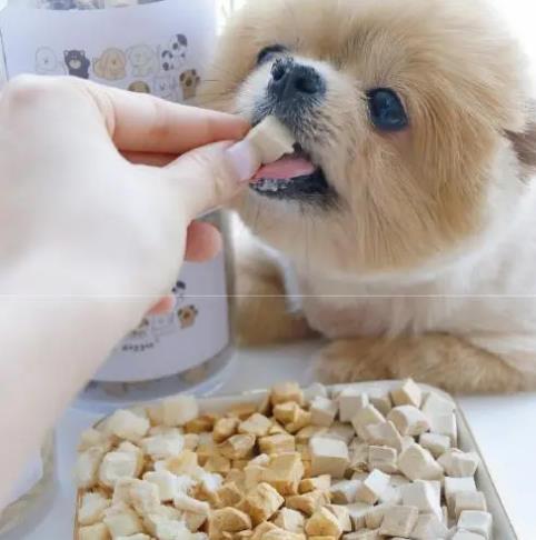 如何喂养茶杯犬？