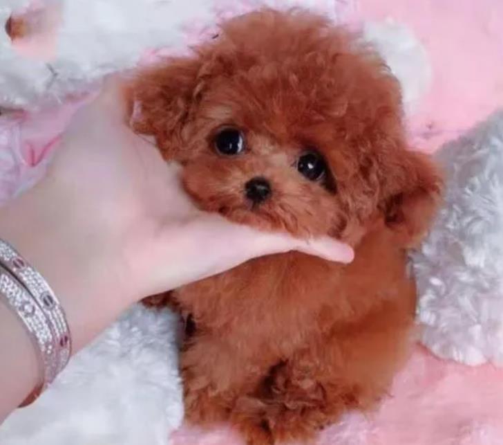 如何训练茶杯犬？