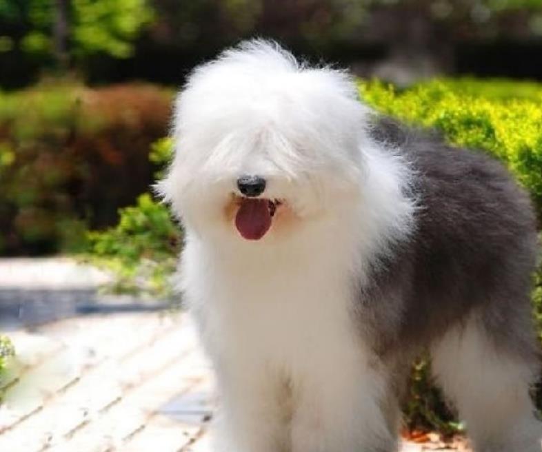 古代牧羊犬从哪里来？