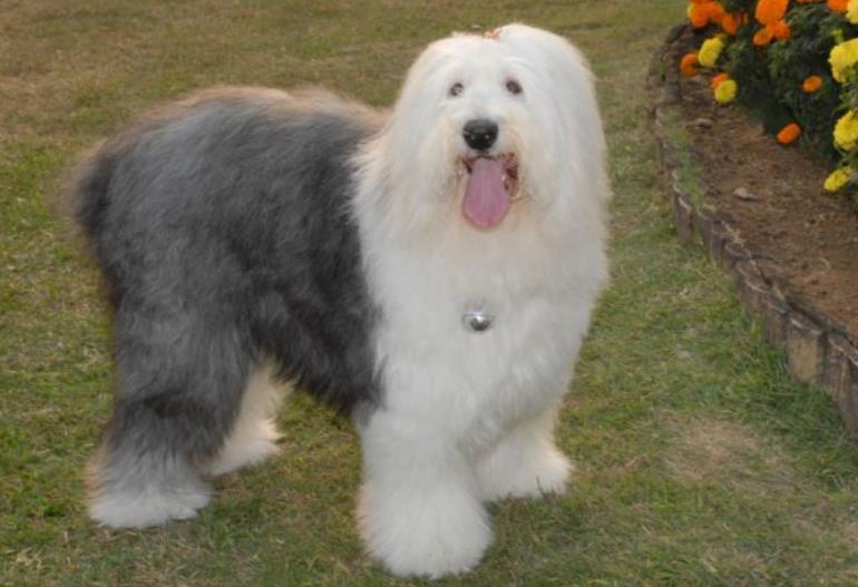 古代牧羊犬长什么样？