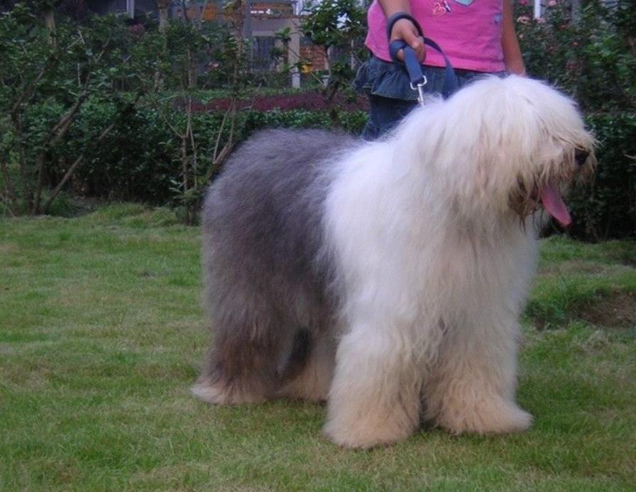 古代牧羊犬性格特征。