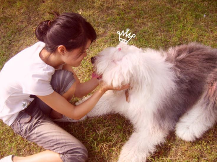古代牧羊犬如何喂养？