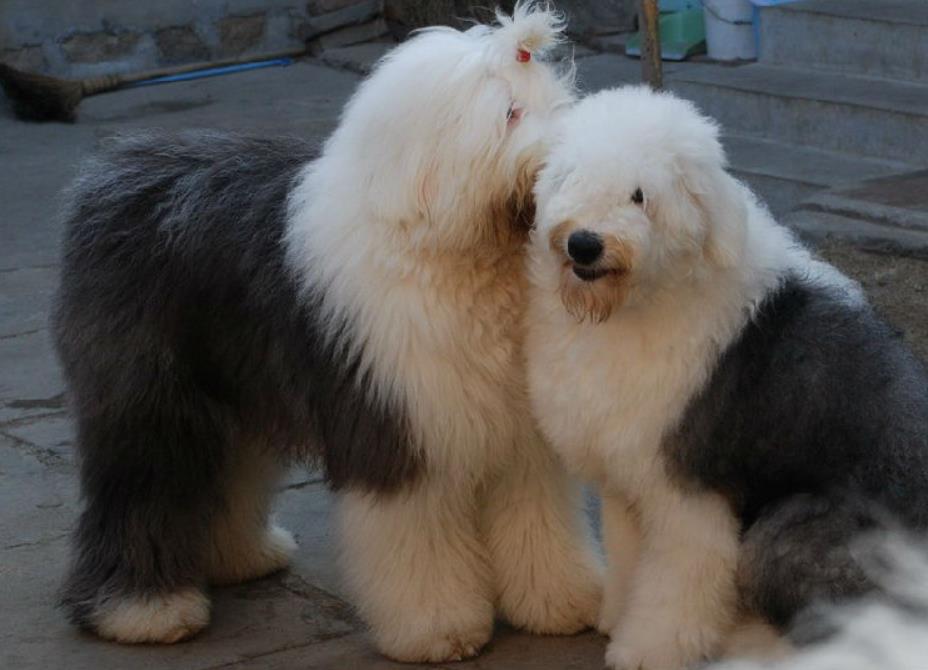 古代牧羊犬优缺点是什么？