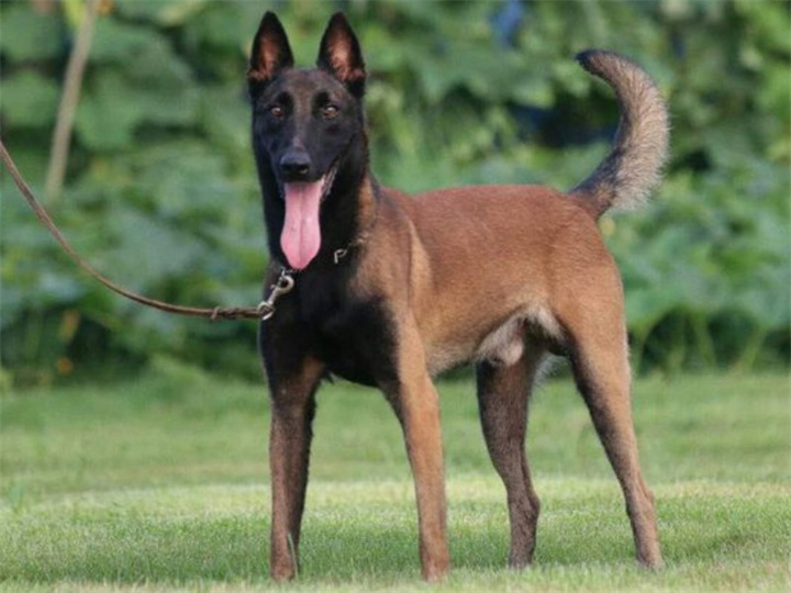 马里努阿犬从哪里来？