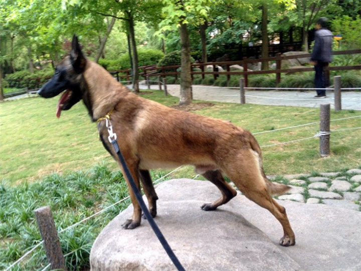 马里努阿犬长什么样子？