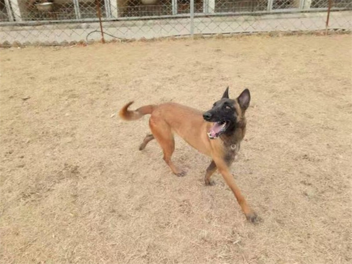 马里努阿犬有什么性格特点？