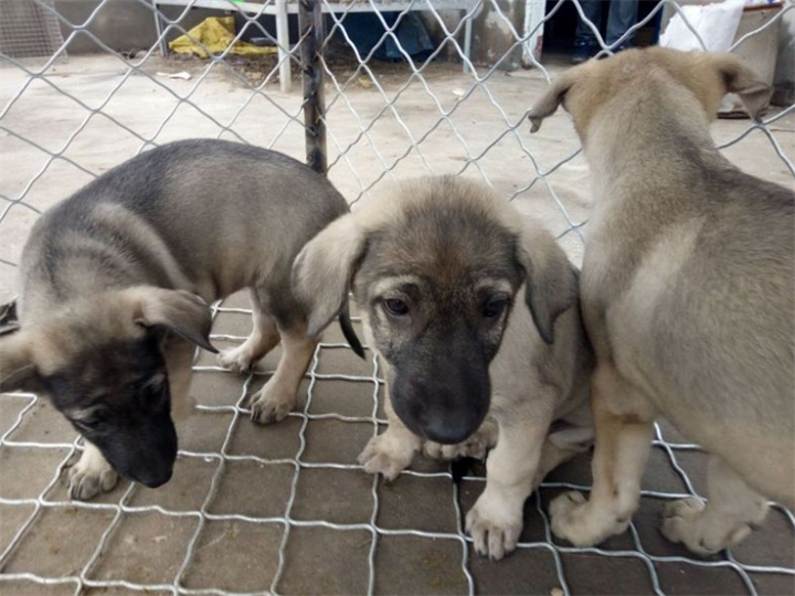 马里努阿犬要怎样喂养？