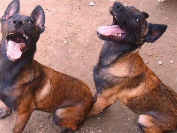 马里努阿犬爱吃什么狗食？