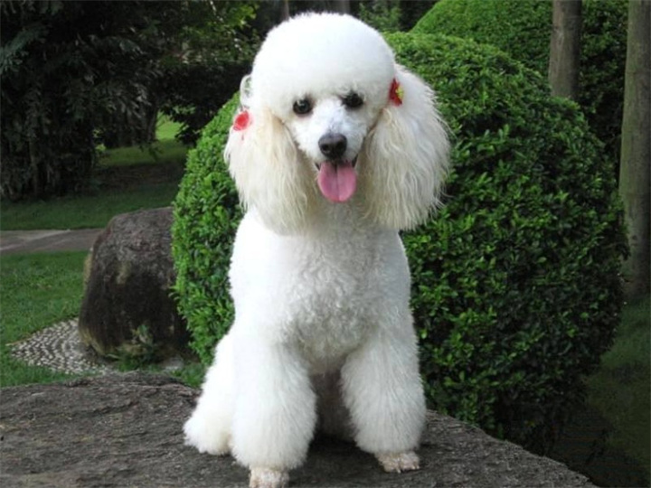 马尔济斯犬有哪些优缺点？