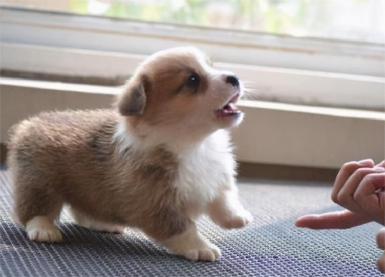 柯基犬有哪些性格特征？
