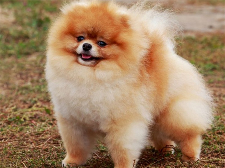 博美犬从哪里来？
