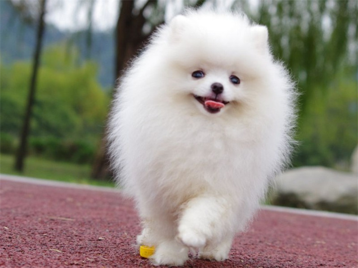 哈多利系博美犬