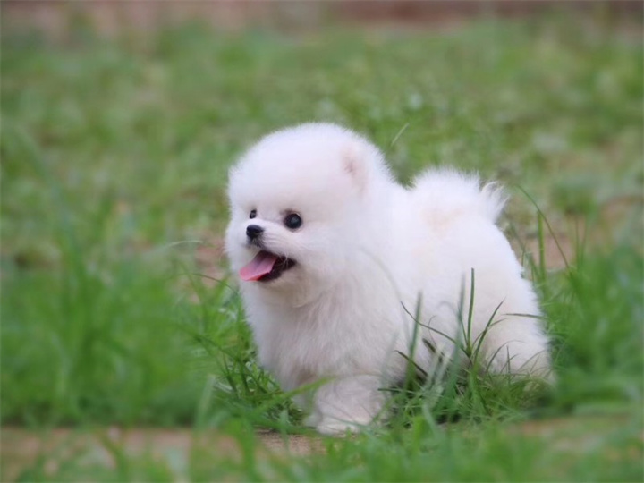 博美犬的性格特点？