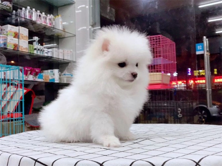 哈多利系博美犬