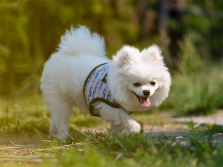 哈多利系博美犬