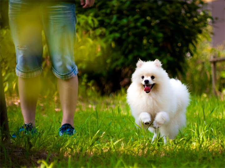 哈多利系博美犬