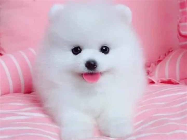 哈多利系博美犬