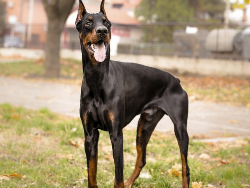 杜宾犬有哪些优缺点？