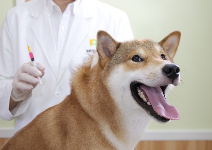 宠物疫苗