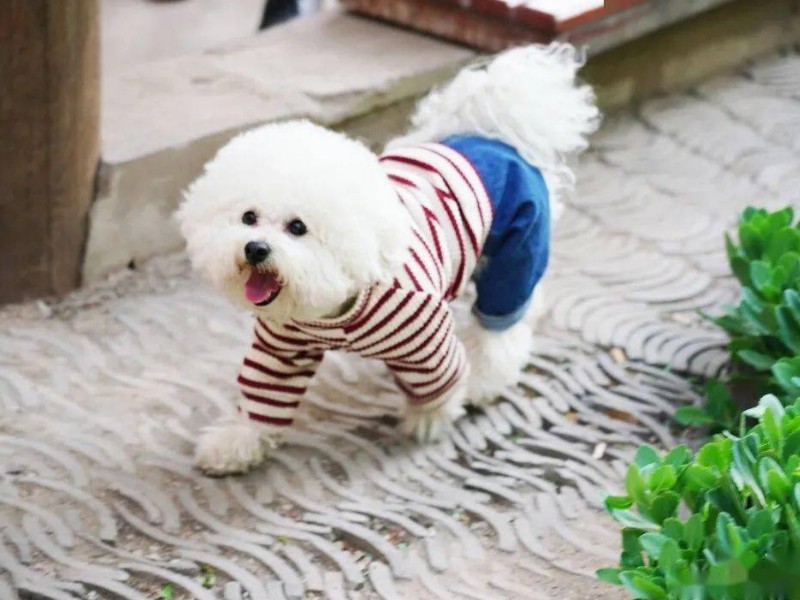 比熊犬