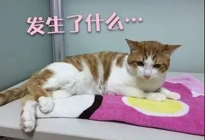 被绝育后的猫咪（图二）