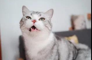 被绝育后的猫咪（图三）