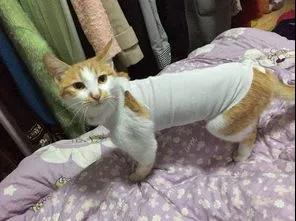 被绝育后的猫咪（图六）