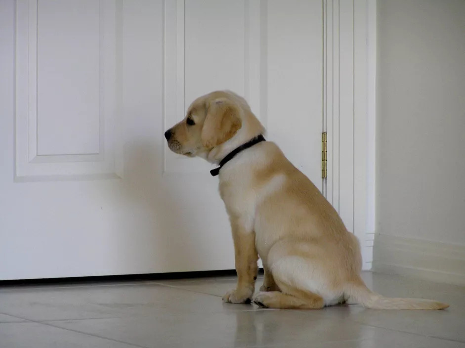 金毛幼犬在门口等着